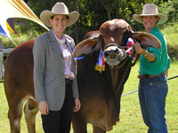 Sarah judging a McLean show with Champion Brahman bull, Bizzy Monty and Margaretta Fahey